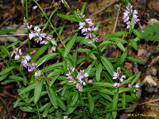 {Polygala polygama}
